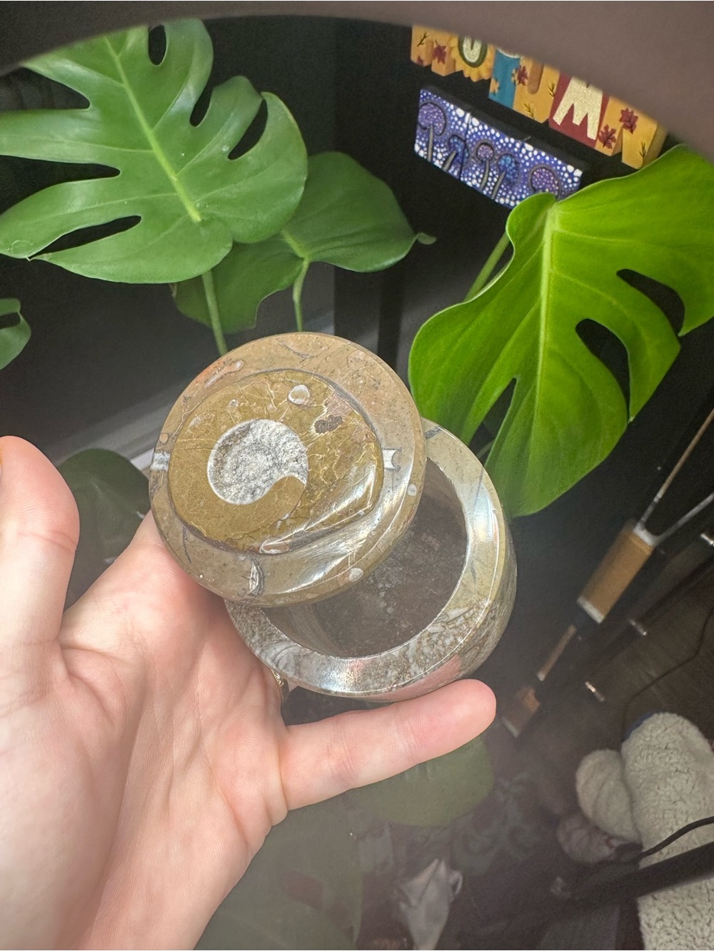 Natural Fossil Container with Lid